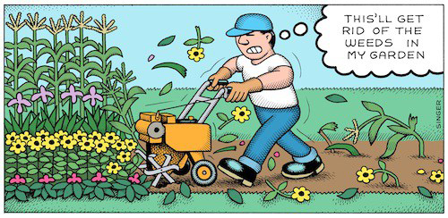 A guy rototills his garden to eliminate weeds